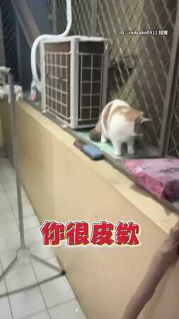 【愛情隔著你和防盜網】飼主抓包兩貓談戀愛：半夜偷收宅急便？