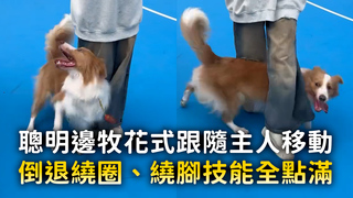 聰明邊牧花式跟隨主人移動　倒退繞圈、繞腳技能全點滿