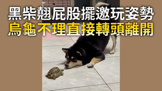 黑柴翹屁股擺邀玩姿勢　烏龜不理直接轉頭離開