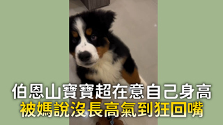 伯恩山寶寶超在意自己身高　被媽說沒長高氣到狂回嘴