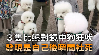 3隻比熊對鏡中狗狂吠　發現是自己後瞬間社死
