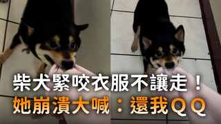 柴犬緊咬衣服不讓走！　她崩潰大喊：還我QQ