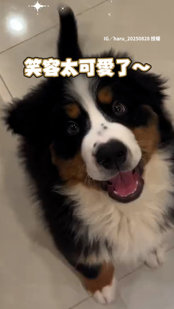【我有啦！】伯恩山幼犬被嗆沒長高　牠超在意瘋狂否認