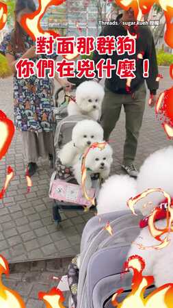 【比熊3傻】對鏡子裡的狗狂撲狂吠　發現真相後瞬間社死XD