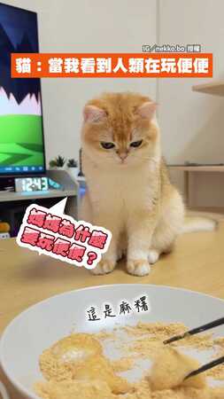 【不理解但尊重】小貓看媽媽吃麻糬表情超凝重　低頭一聞誤認便便秒逃跑