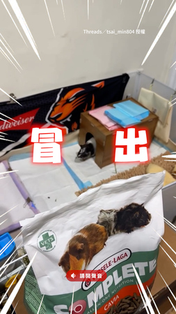 【開聲音一起聽】天竺鼠聽飼料袋聲音一隻接一隻冒出XD