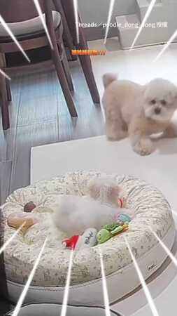 【最沒膽的大狗】哥哥一直鬧 小隻狗妹妹一怒牠就落跑！