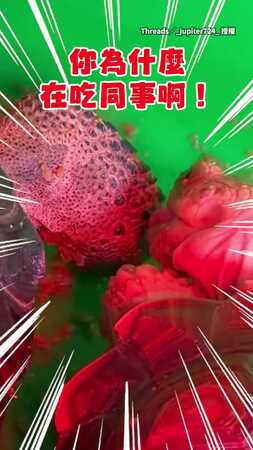 【誰來管管這隻龜】放飯時間誤咬同伴：這飼料味道不錯XD