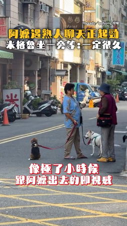 【反正一定聊很久】米格魯坐一旁等阿嬤聊天！網：像極小時候的我