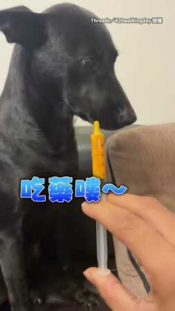 【一定藥這樣欸】黑汪聽到吃藥就崩潰　躲到桌底還是逃不掉XD