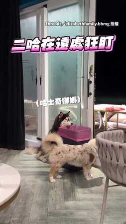 【收涎的概念？】二哈下巴靠垃圾桶盯著遠處，鏡頭一轉主人秒懂！