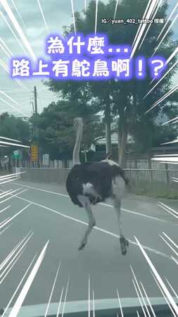 【史詩級坐騎上路】馬路驚見鴕鳥奔跑　還會靠右讓車XD