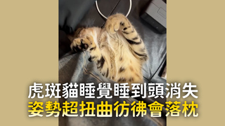 虎斑貓睡覺睡到頭消失　姿勢超扭曲彷彿會落枕