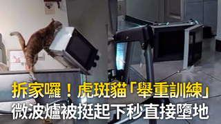 拆家囉！虎斑貓「舉重訓練」　微波爐被挺起下秒直接墮地