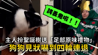 主人扮聖誕樹送「足部原味禮物」　狗狗見狀嚇到四輪連退
