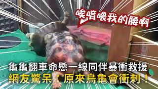 龜龜翻車命懸一線同伴暴衝救援　網友驚呆：原來烏龜會衝刺！
