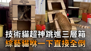 技術貓超神跳進三層箱　綜藝貓咻一下直接全倒
