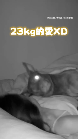 【沉重的愛】23公斤大狗半夜撒嬌直接倒媽身上一起睡覺