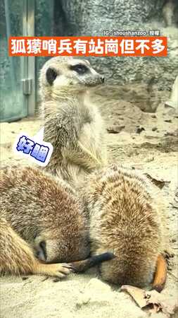 【有站崗但不多】狐獴哨兵眼皮快撐不住　點頭喥估萌翻網友