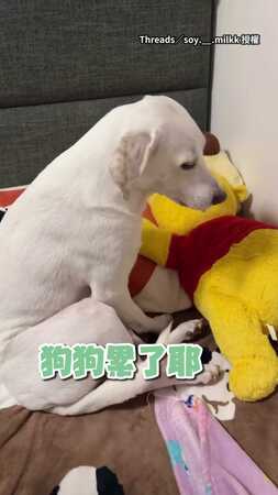 【偶累累了】白汪早中晚都散步！回家打哈欠躺床：晚安