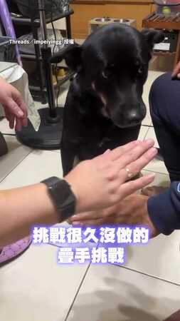 【眼神會說話】疊手成功！狗狗用無辜眼神向爸爸求稱讚
