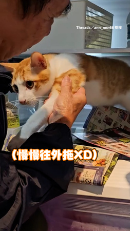 【我鼻要出去！】貓貓躲冰箱角落　被阿公一把抓出來