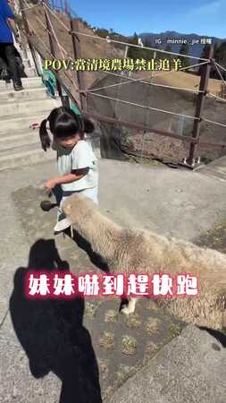 【說好的不追呢？】萌妹清境農場餵羊反被熱情倒追