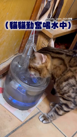 【洗頭水好喝嗎】貓貓喝水狂被水淋濕　牠全程無感畫面超萌XD