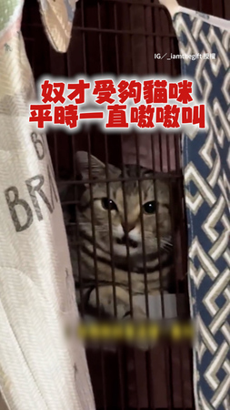 【傻眼貓咪】奴才嫌貓咪平時太吵　竟反過來學牠嗷嗷叫XD