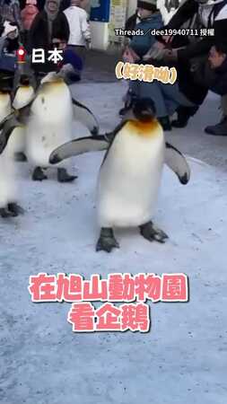 【這下糗爆了】日本企鵝大搖大擺散步...下秒腳滑「表演撲街」