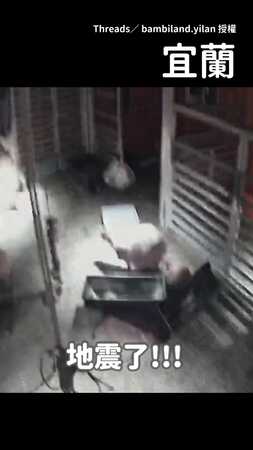 【有逃跑但不多】深夜強震！宜蘭水豚瞬間慌張...下秒竟淡定發呆XD