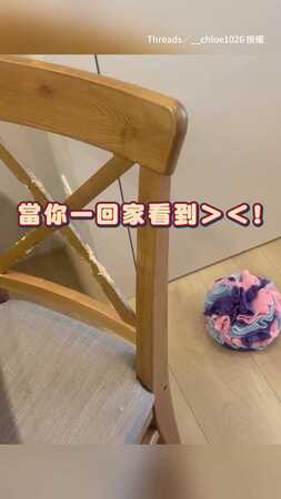 【媽媽開罵啦！】兩狗咬壞椅背 裝沒事那臉太好笑XD