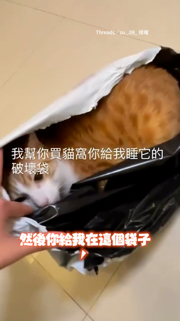 【有貓窩不睡XD】買貓窩給貓咪！牠卻待破壞袋內