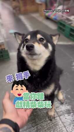【狗格分裂？】戲精柴被討握手！先露牙作勢→翻肚賣萌