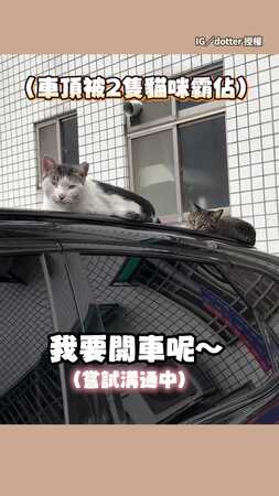 【禮貌貓貓】貓咪佔車頂車主溫柔勸說　牠秒乖乖跳下車超萌♥