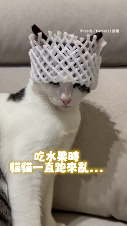 【貓咪版國王】吃水果貓咪跑來亂！奴才直接拿網套封印牠XD