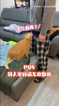 【胖橘貓撒嬌術】飛機耳+伸手討抱太萌！沒想到背後有洋蔥QQ