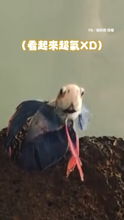 【還以為升天了QQ】鬥魚天冷睡超死...飼主叫不醒崩潰敲缸牠超不爽