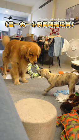 【我就靜靜看著你】大小狗同時搶玩具　體型差距太大完全搶不贏XD