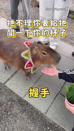 【付費解鎖技能】沒食物時水豚毫無反應　聞到食物馬上給握手XD　