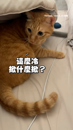 【罵得很髒】貓咪窩被子睡覺　被奴才掀起氣到揮喵喵拳
