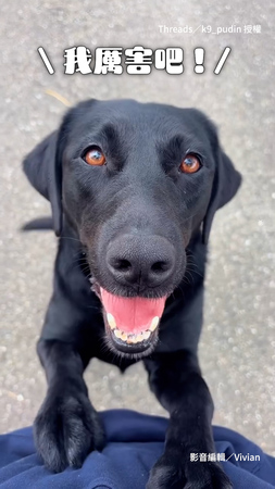 【比人還會停車】聰明警犬甩尾入褲一次到位XD 駕駛技術滿分❤