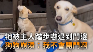 牠被主人踏步嚇退到門邊　狗狗崩潰：我不會開門啊