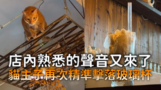 店內熟悉的聲音又來了　貓主子再次精準擊落玻璃杯