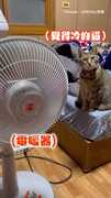 【我冷！等不了一點】貓貓用眼神下命令：開暖爐伺候我