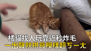 橘貓找人玩靠近秒炸毛　一出聲就拱背模樣超ㄎㄧㄤ
