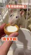 【噴得滿臉】小鼠瓶蓋叼太猛 直接被羊奶洗臉慘遭殃XD