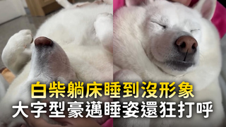 白柴躺床睡到沒形象　大字型豪邁睡姿還狂打呼