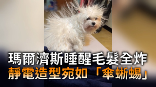 瑪爾濟斯睡醒毛髮全炸　靜電造型宛如「傘蜥蜴」