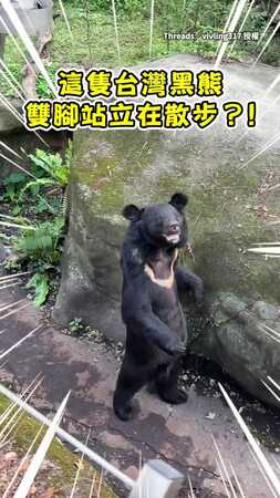 【工讀生不演了】台灣黑熊直立散步！站累了直接一屁股坐下擺爛XD